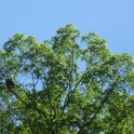 Immature Bald Eagle